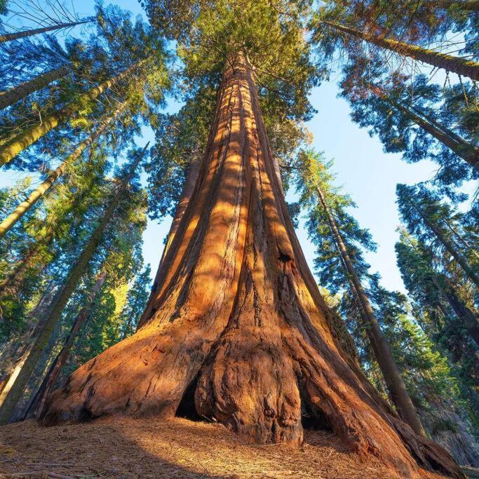 Sequoia Cabin By The River Three Rivers Exteriér fotografie